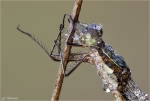 Portrait-Kleine_Binsenjungfer-Lestes_virens.jpg