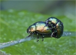 Praechtige_Blattkaefer-Chrysolina_fastuosa.jpg