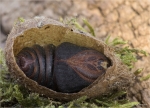 Puppe_kleines_Nachtpfauenauge_29_03_2021.jpg