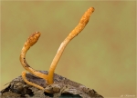 Puppen-Kernkeule-Cordyceps_militaris-19_10_2014.jpg