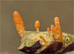 Puppen-Kernkeule-Cordyceps_militaris-Oktober_2014.jpg