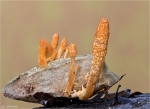 Puppen-Kernkeule-Cordyceps_militaris.jpg