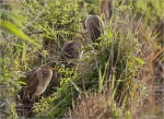 Purpurreiher-Ardea_purpurea-Jungvogel.jpg