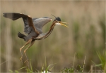 Purpurreiher-Purple_Heron-17_05_2016.jpg