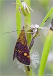 Purpurroter_Zuensler-Pyrausta_purpuralis.jpg