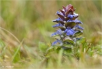 Pyramiden-Guensel-Ajuga_pyramidalis_L_.jpg