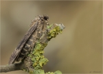 Pyramideneule-Amphipyra_pyramidea-August_2017.jpg