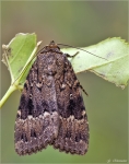 Pyramideneule-Amphipyra_pyramidea.jpg