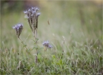 Rainfarn_Phazelie-Phacelia_tanacetifolia-Juni_2015.jpg