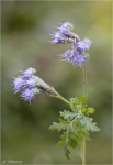 Rainfarn_Phazelie-Phacelia_tanacetifolia.jpg
