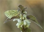 Rapsweissling-Pieris_napi-Gruenaderweissling-10_04_2017.jpg