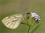 Rapsweissling-Pieris_napi-Gruenaderweissling.jpg