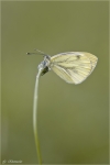 Rapsweissling-Pieris_napi.jpg