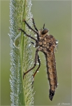 Raubfliege-2012.jpg