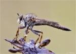 Raubfliege-Asilidae-August_2014.jpg