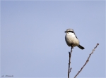 Raubwuerger-Grey_Shrike-25_12_2015.jpg