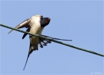 Rauchschwalbe-Hirundo_rustica.jpg