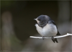Rauchschwalbe-Jungvogel_am_Speyerbach.jpg