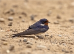 Rauchschwalbe-barn_swallow-15_07_2017.jpg