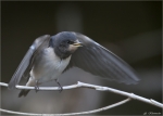 Rauchschwalbe-barn_swallow-Jungvogel_2015.jpg