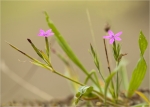 Raue_Nelke-Dianthus_armeria.jpg