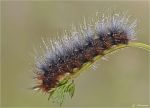 Raupe_Brauner_Baer-Arctia_caja-2014.jpg