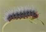 Raupe_Brauner_Baer.jpg