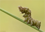 Raupe_Dunkelgraue_Nessel-Hoeckereule.jpg