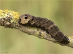 Raupe_Mittlerer_Weinschwaermer-deilephila_elpenor.jpg
