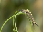 Raupe_Schlehen-Buerstenspinner-Orgyia_antiqua.jpg