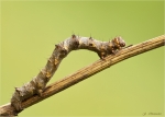 Raupe_Schneespanner-Phigalia_pilosaria.jpg