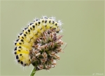 Raupe_Sechsfleck_Widderchen-Zygaena_filipendulae-Juni_2015.jpg