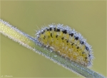 Raupe_Sechsfleck_Widderchen-Zygaena_filipendulae.jpg