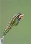 Raupe_der_Achateule-2016.jpg