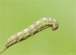 Raupe_der_Achateule-Phlogophora_meticulosa.jpg