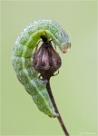 Raupe_der_Achateule.jpg