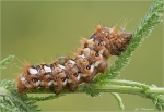 Raupe_der_Ampfer-Rindeneule.jpg