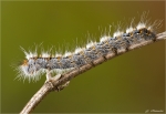 Raupe_der_Grasglucke-Euthrix_potatoria.jpg