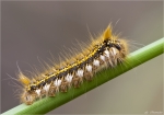 Raupe_der_Grasglucke-Trinkerin-Euthrix_potatoria-April_2015.jpg