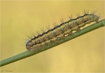 Raupe_der_Ried-Weissstriemeneule-Simyra_albovenosa.jpg