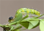 Raupe_des_Buchsbaumzuensler-Cydalima_perspectalis-2015.jpg