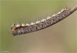 Raupe_des_Eichenspinner-Lasiocampa_quercus.jpg