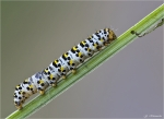 Raupe_des_Koenigskerzenmoench-19_06_2014.jpg
