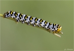 Raupe_des_Koenigskerzenmoench.jpg