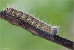 Raupe_des_Mondvogels-Phalera_bucephala.jpg