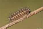Raupe_des_Zimt_Baeren.jpg