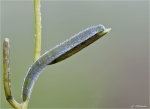 Raupe_des__Aurorafalters.jpg
