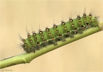 Raupe_kleines_Nachtpfauenauge-09_07_2019.jpg