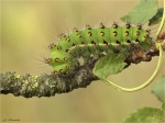 Raupe_kleines_Nachtpfauenauge-Saturnia_pavonia-Juli_2019.jpg