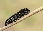 Raupe_vom_Schwalbenschwanz-Papilio_machaon-schwarze_Faerbung-24_10_2017.jpg